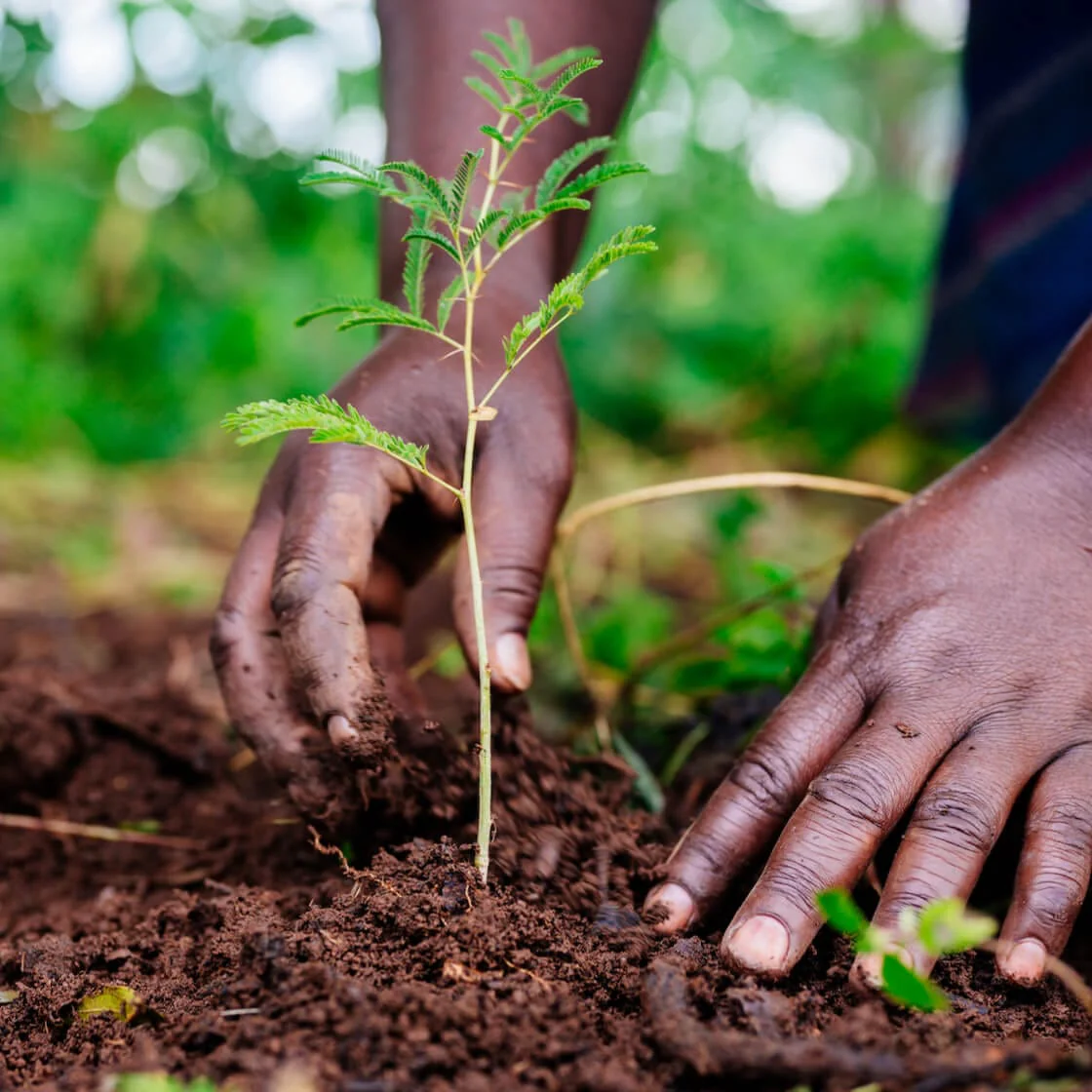 Tree planting reforestation Mwanza Tanzania